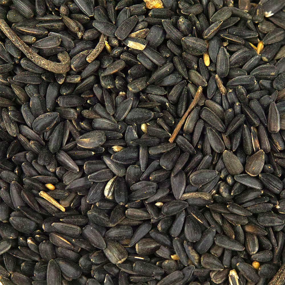 GardenersDream Black Oil Sunflower Seeds