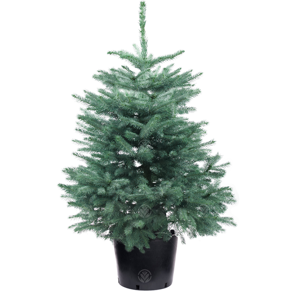 Blue Spruce Pot Grown Christmas Trees