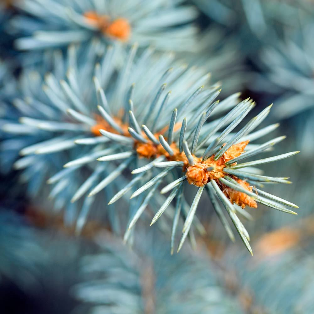 Blue Spruce Pot Grown Christmas Trees