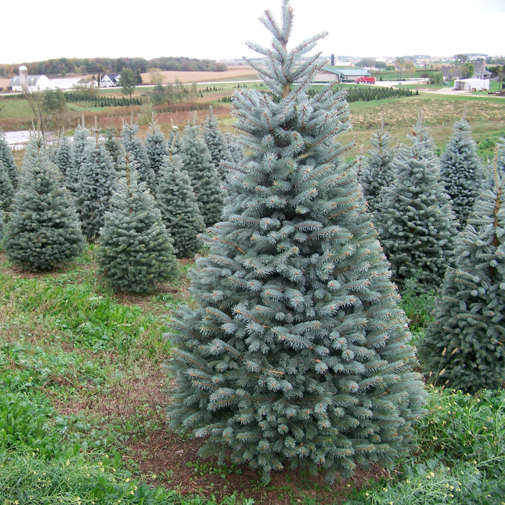 Blue Spruce Pot Grown Christmas Trees