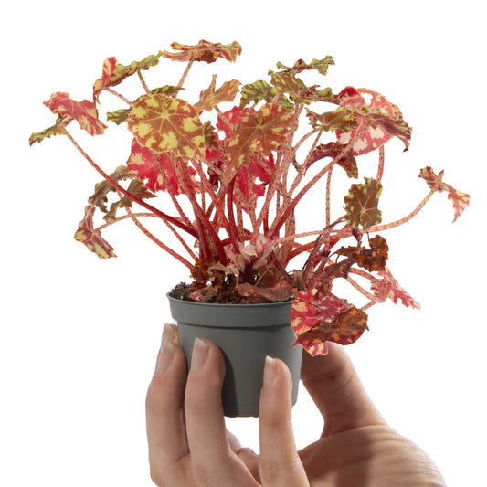 Baby Plants - Begonia Rex Boweri Tiger