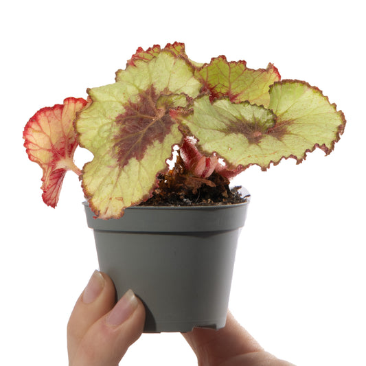 Baby Plants - Begonia Rex Escargot