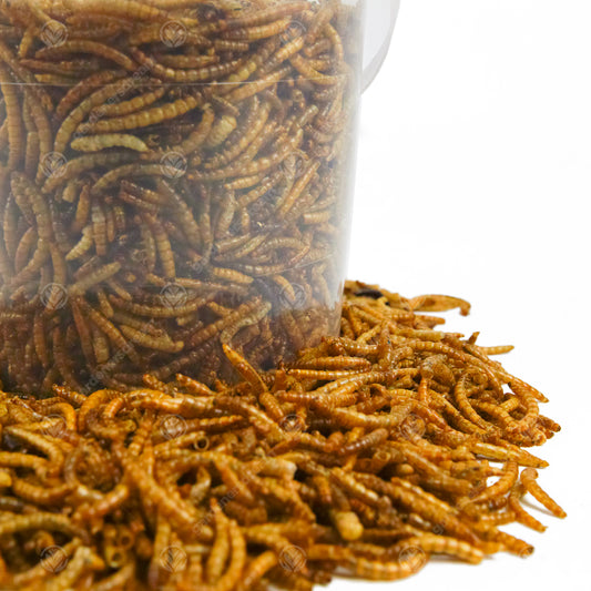 -MASTER- Dried Mealworms L