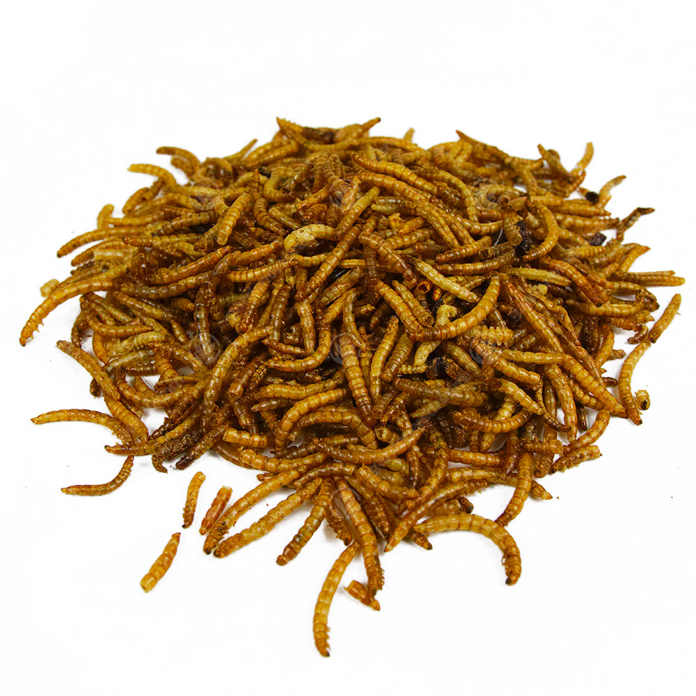 -MASTER- Dried Mealworms L