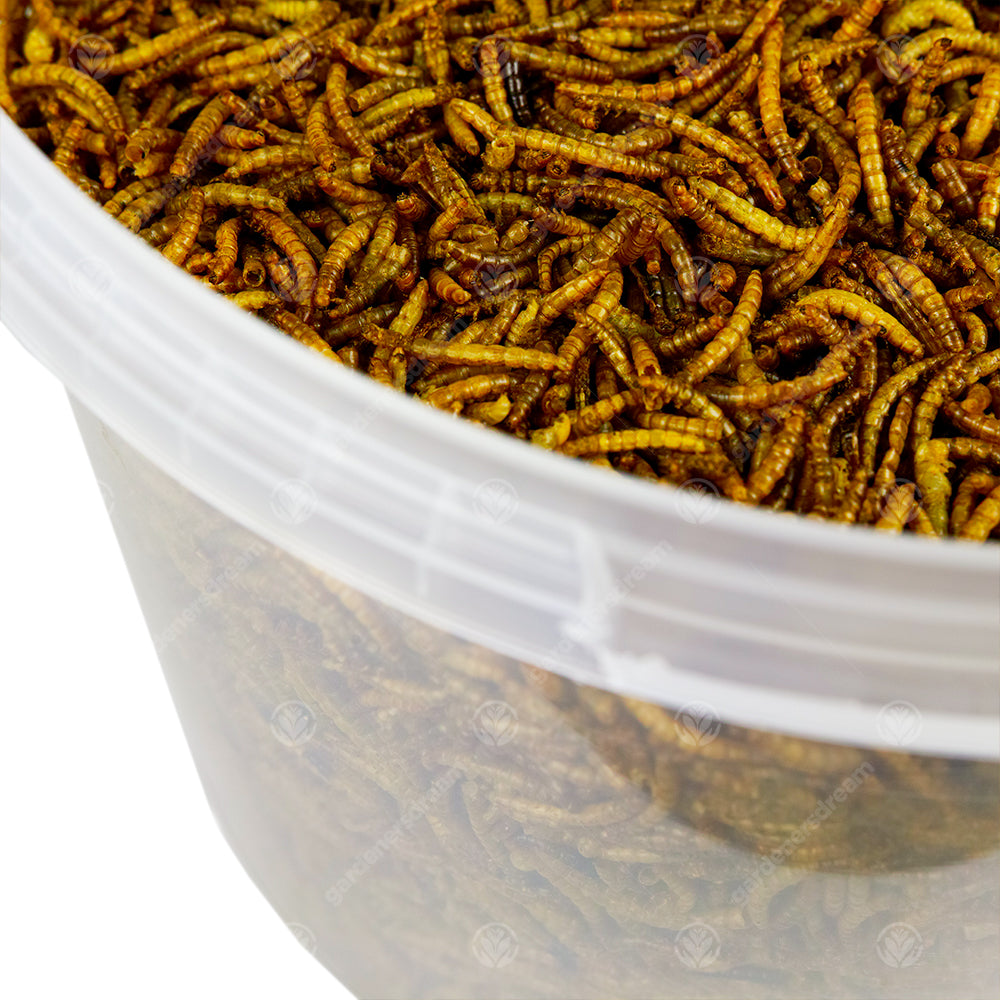 -MASTER- Dried Mealworms L