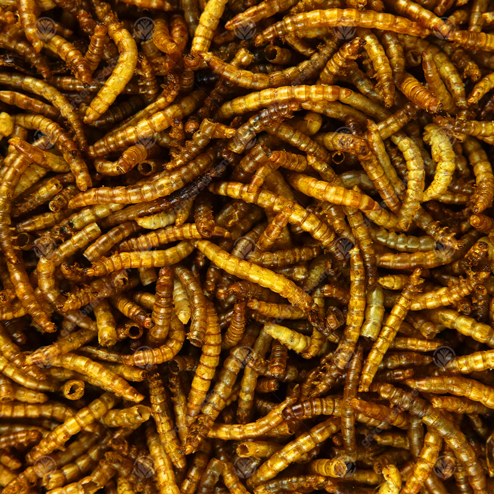 -MASTER- Dried Mealworms L