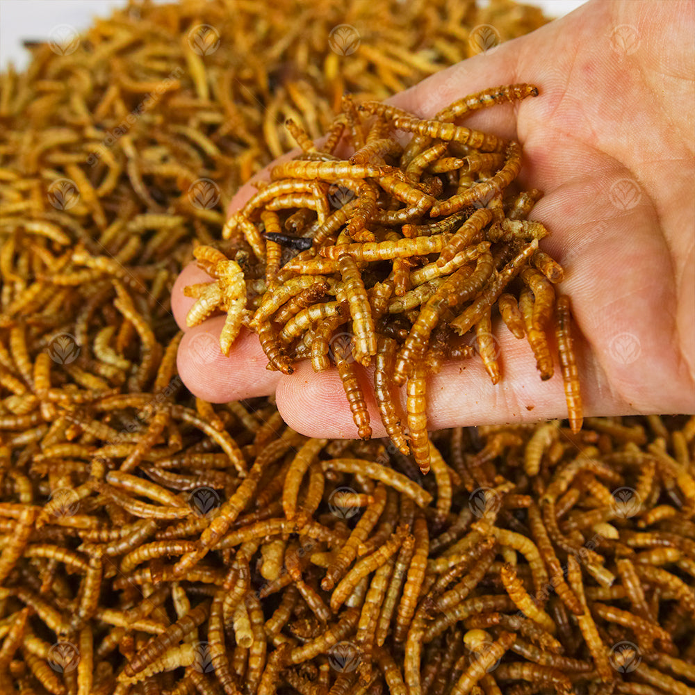 -MASTER- Dried Mealworms L