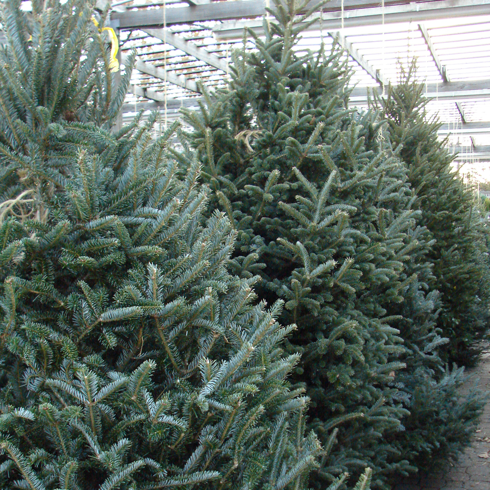 Fraser Fir Pot Grown Christmas Trees