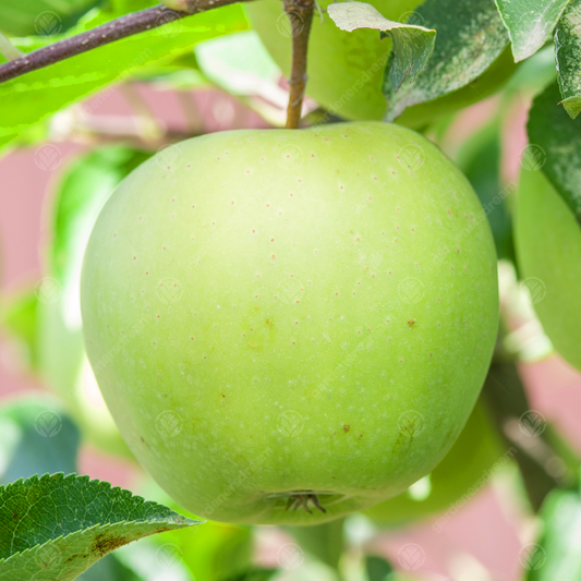 Apple Golden Delicious (12L, 4-5ft)