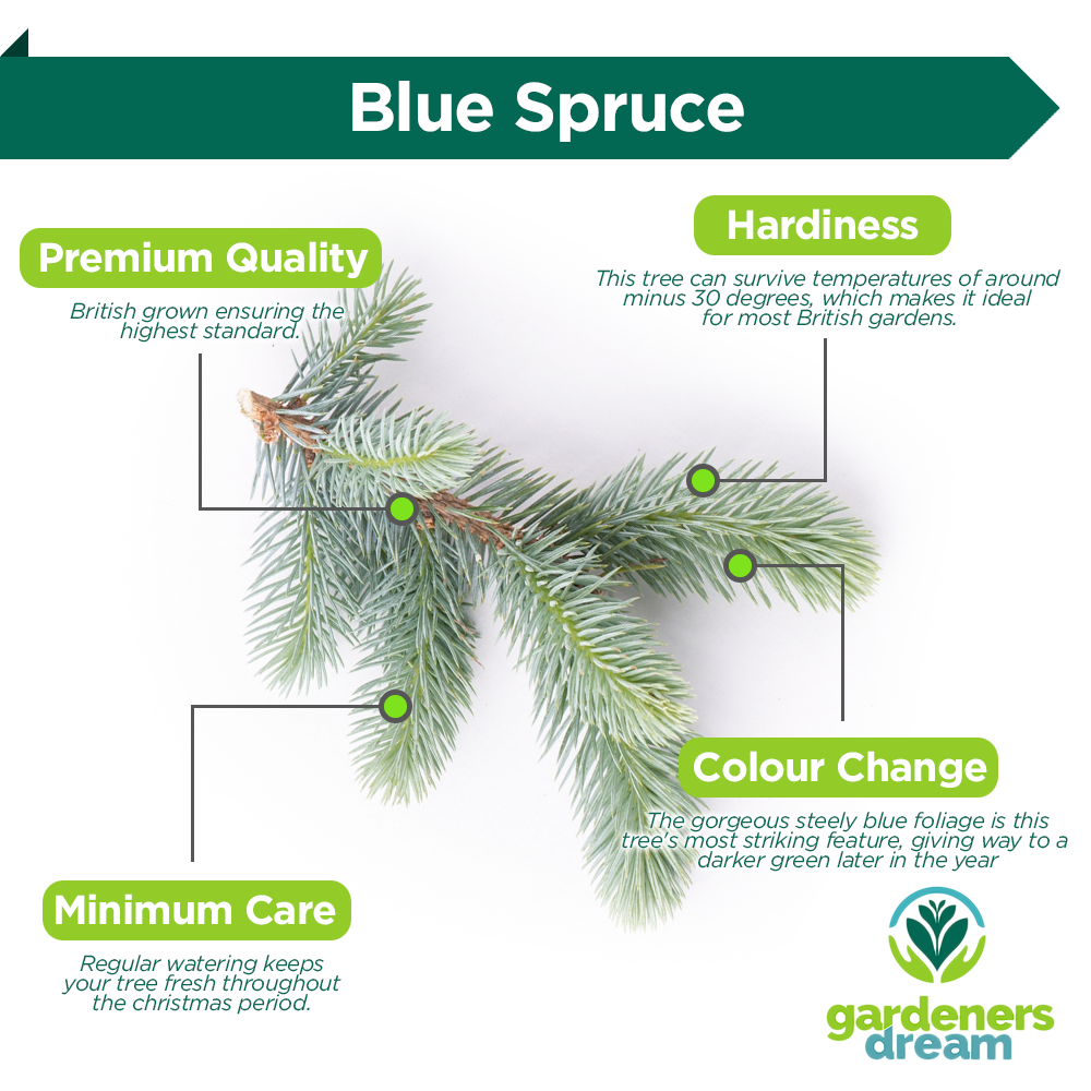 Blue Spruce Pot Grown Christmas Trees