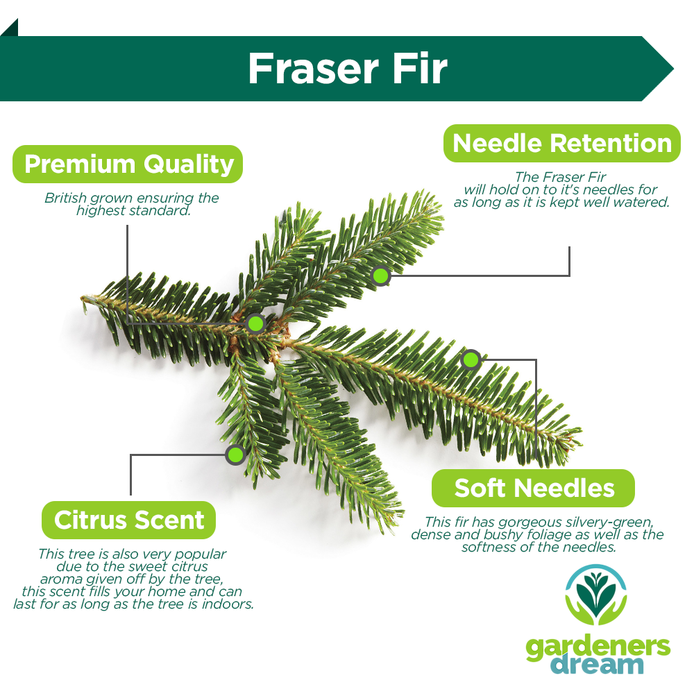 Fraser Fir Pot Grown Christmas Trees