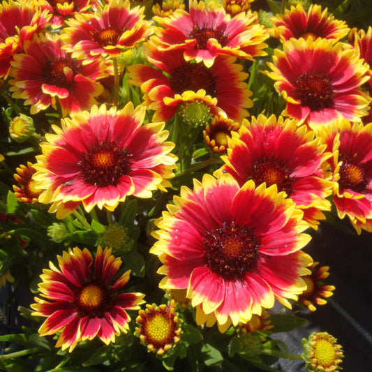 Gaillardia Sunset Snappy