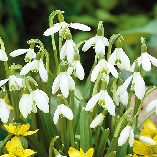 Galanthus Nivalis -MASTER-