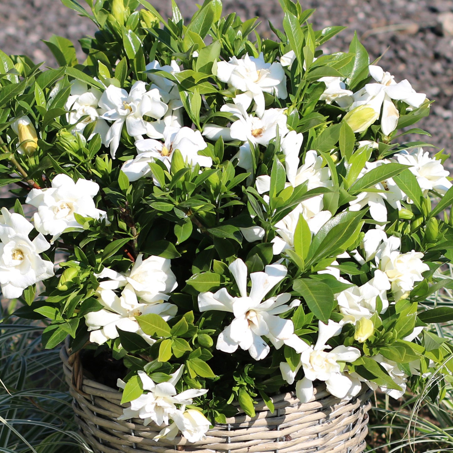 Gardenia Celestial Star