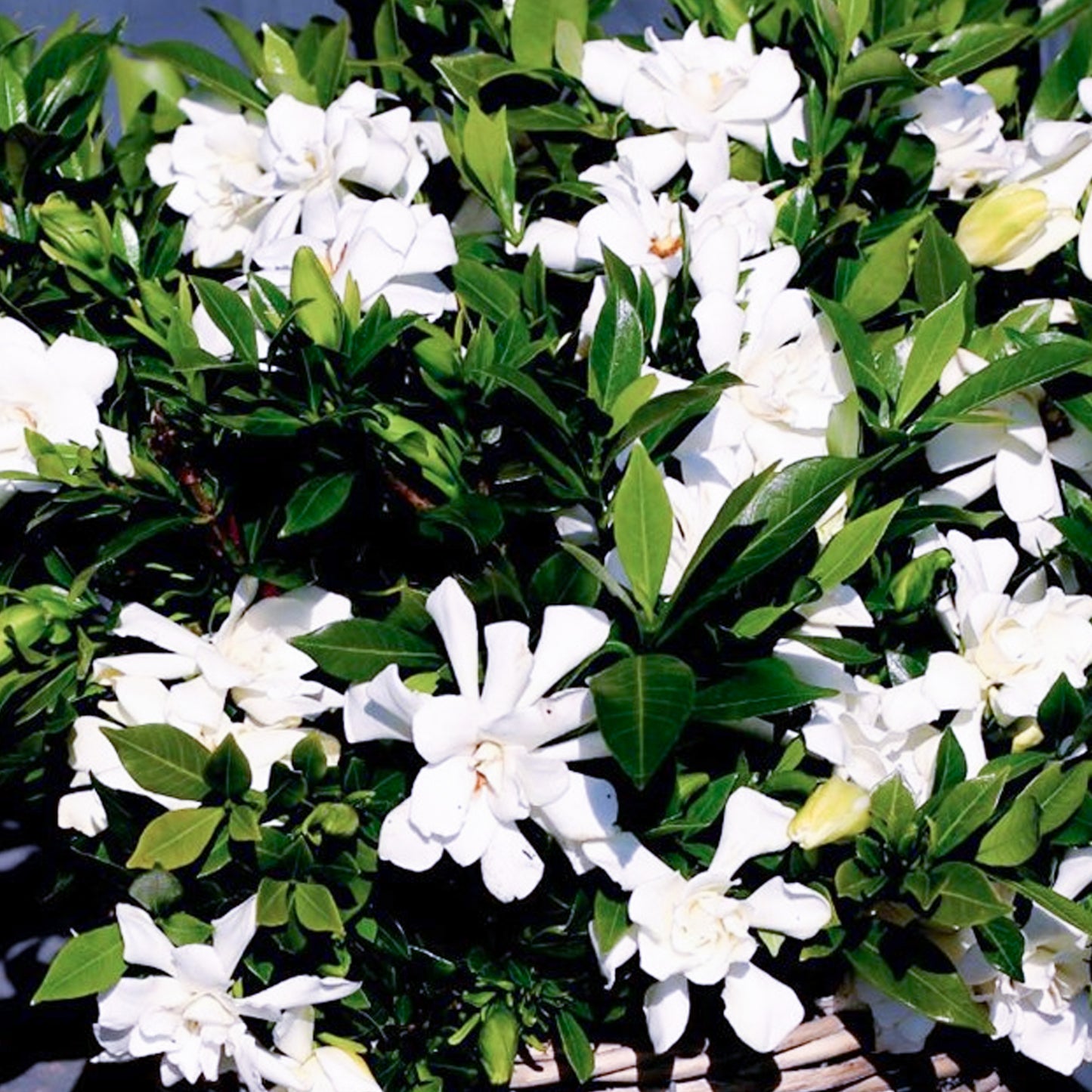 Gardenia Celestial Star