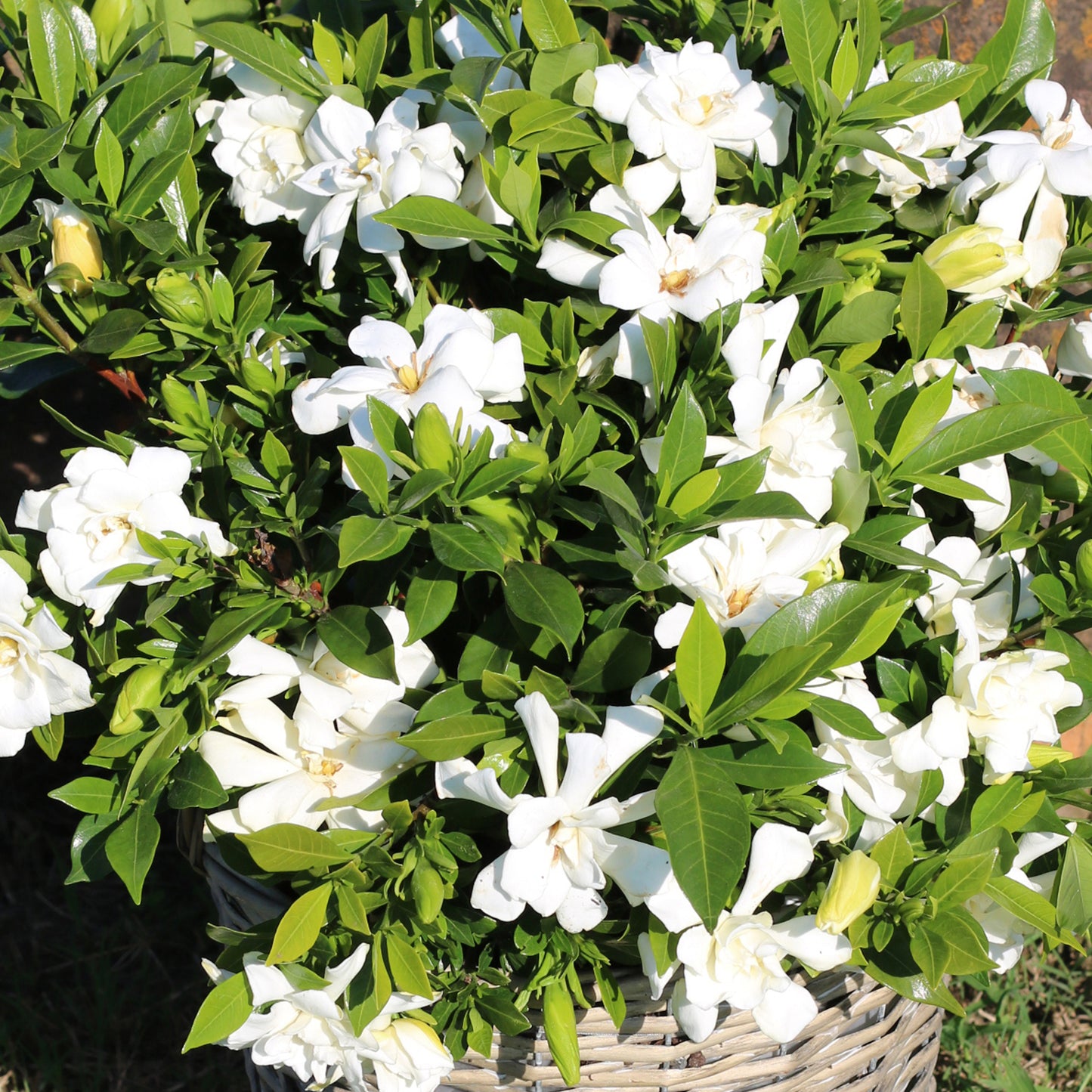 Gardenia Celestial Star