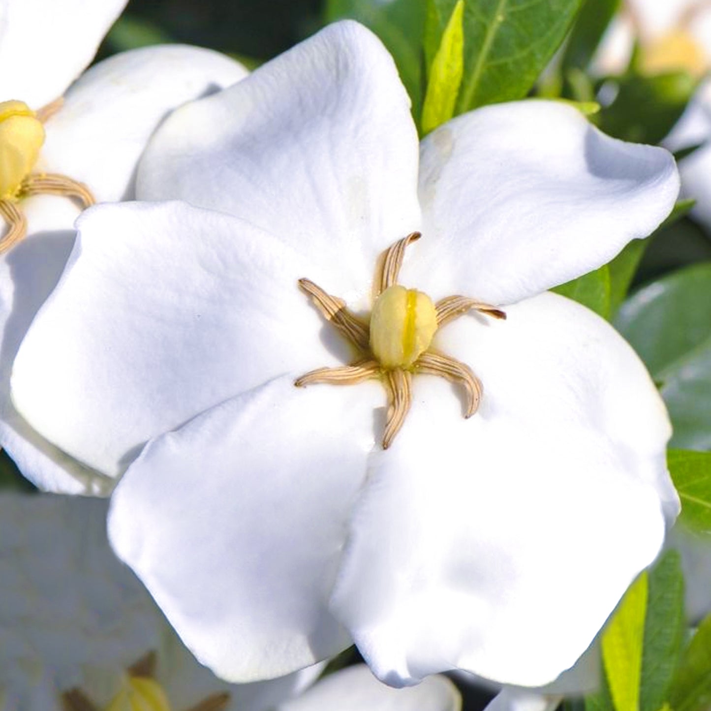 Gardenia Sweetheart