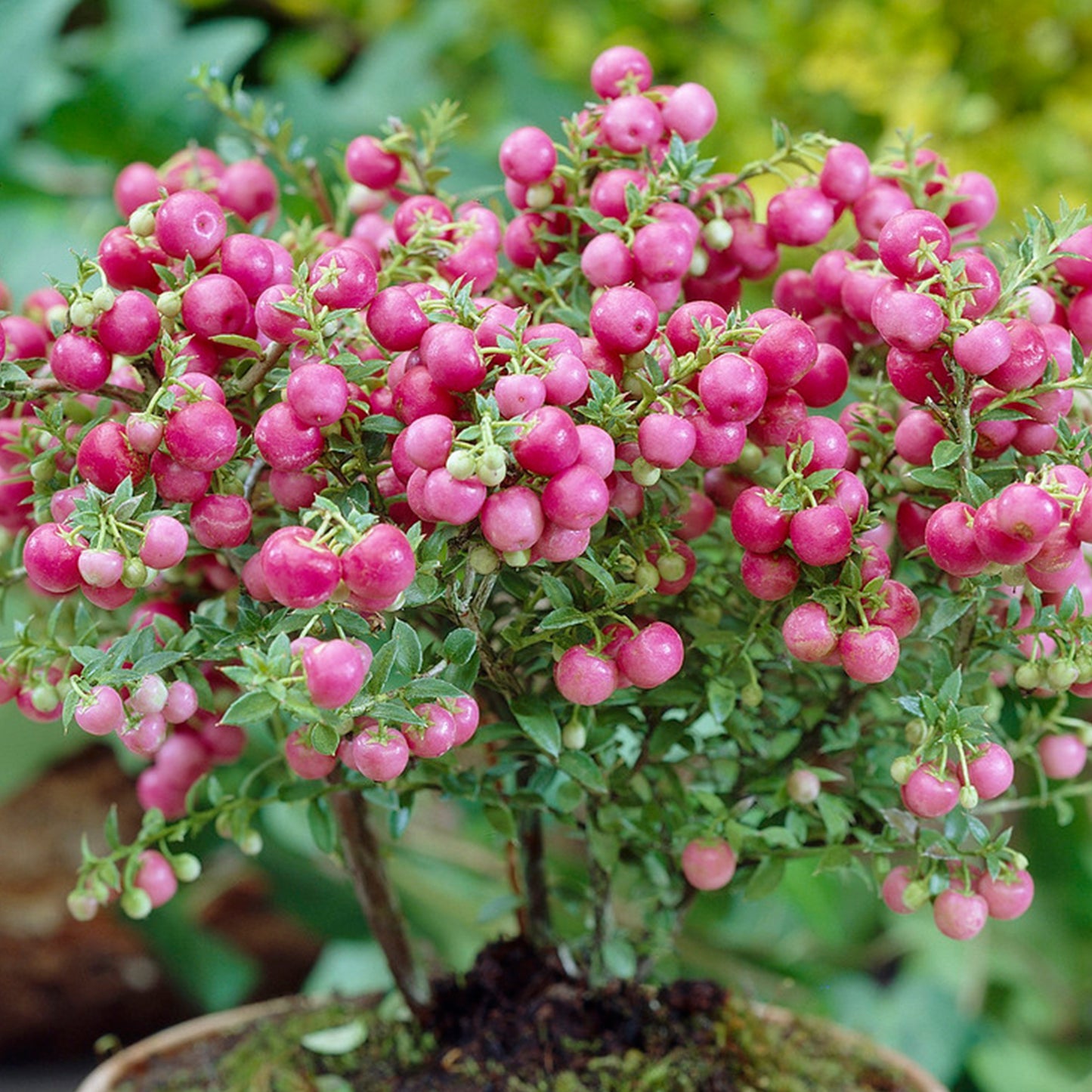 Gaultheria Mulberry Wine