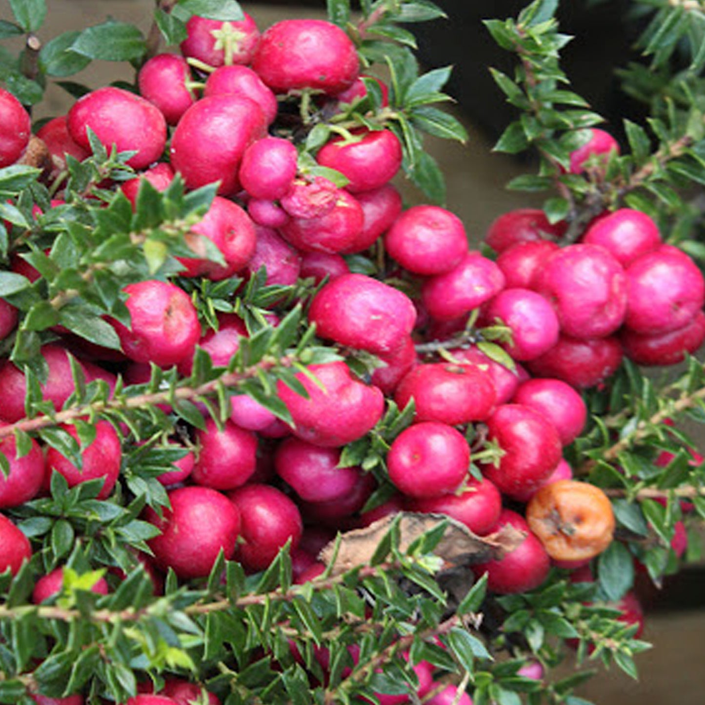 Gaultheria Mulberry Wine