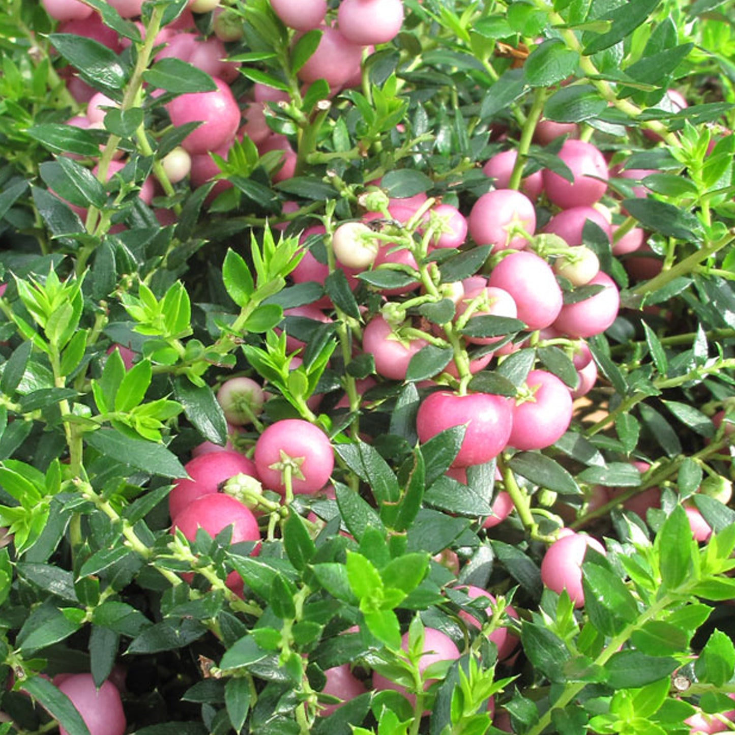 Gaultheria Mulberry Wine