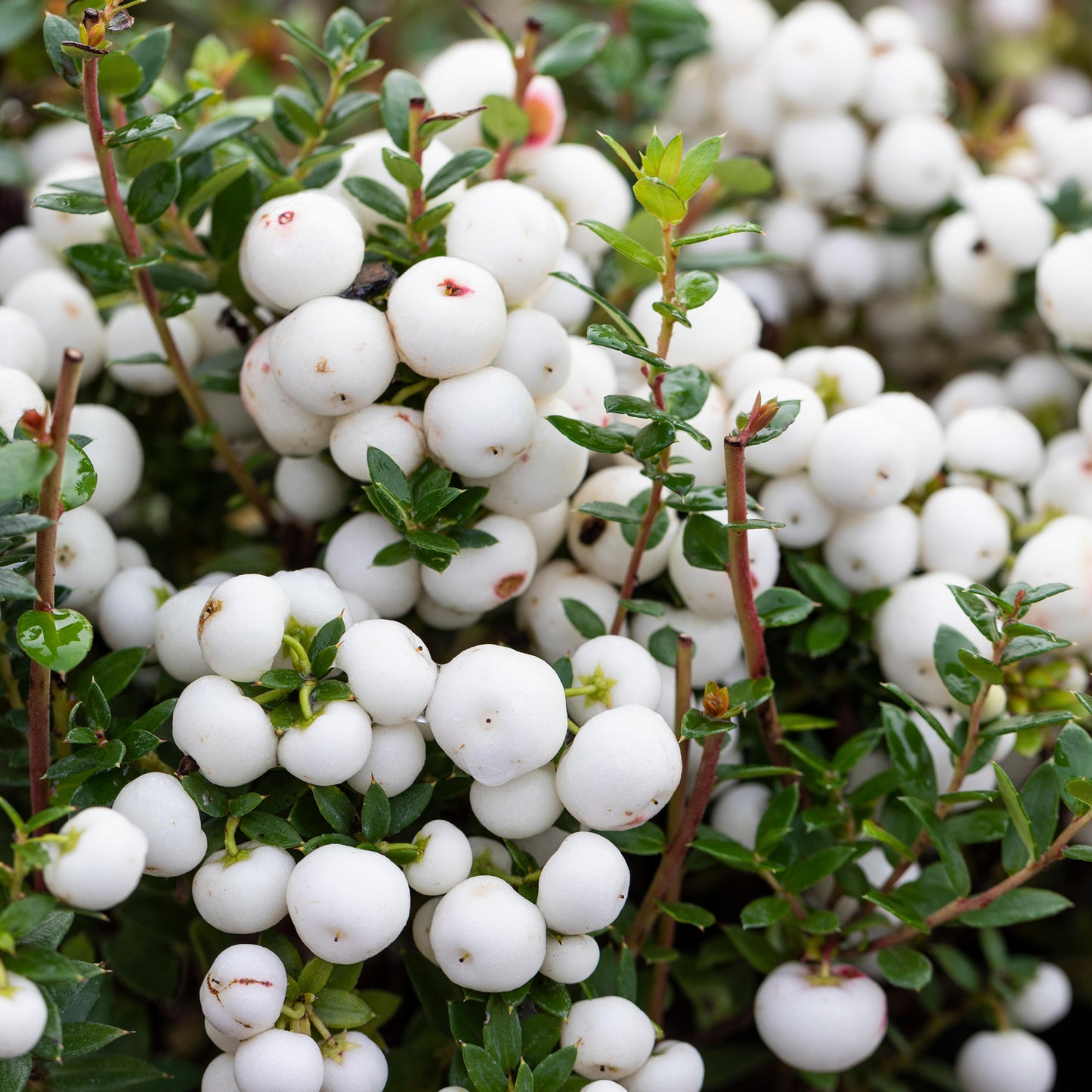 Gaultheria Snow White