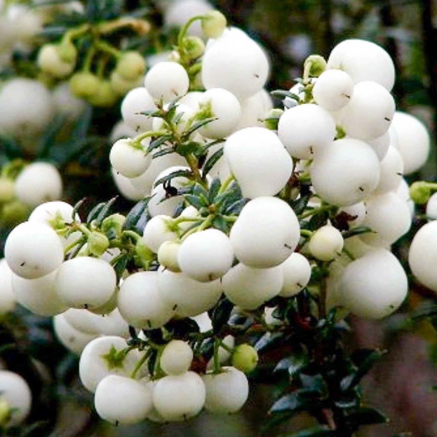 Gaultheria Snow White