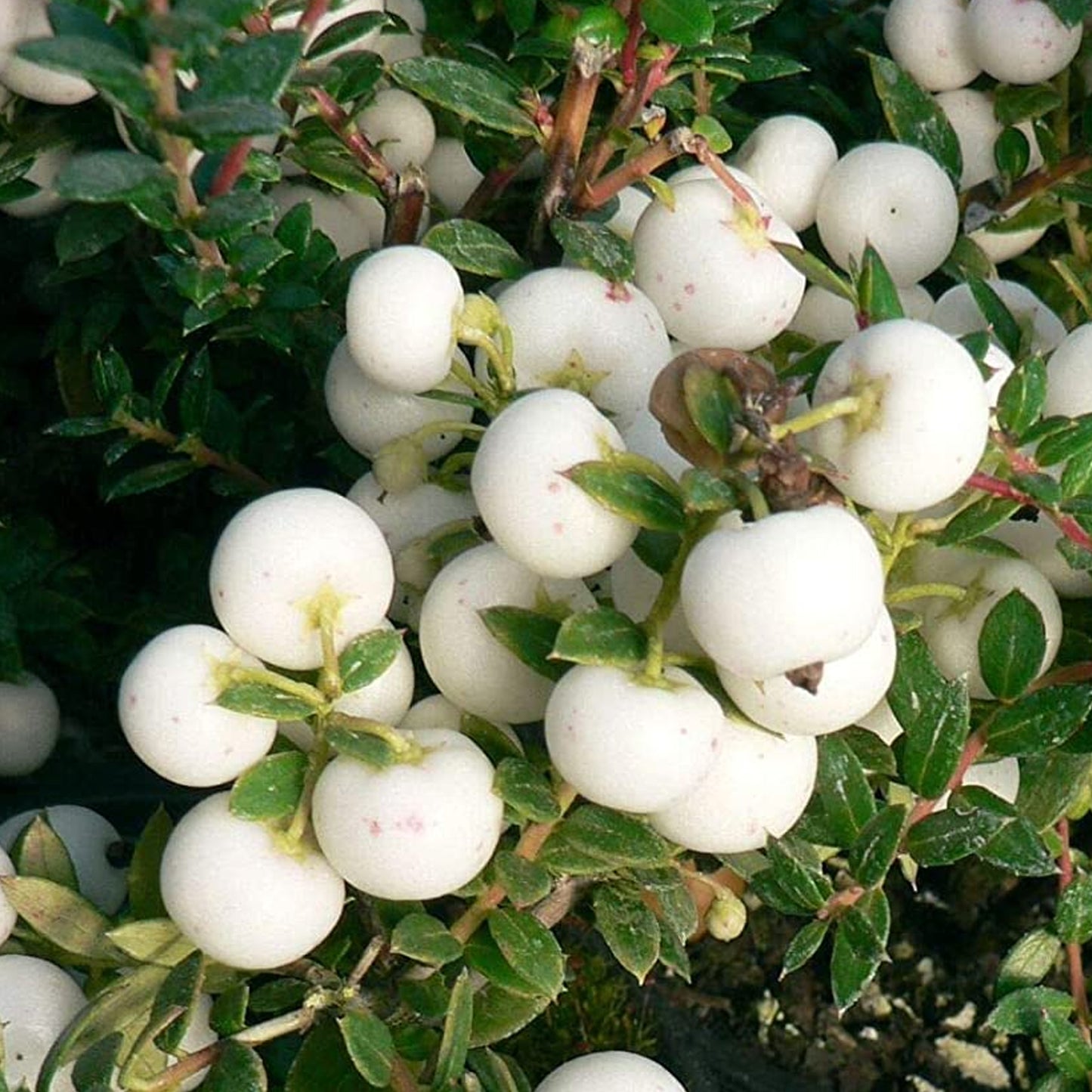 Gaultheria Snow White