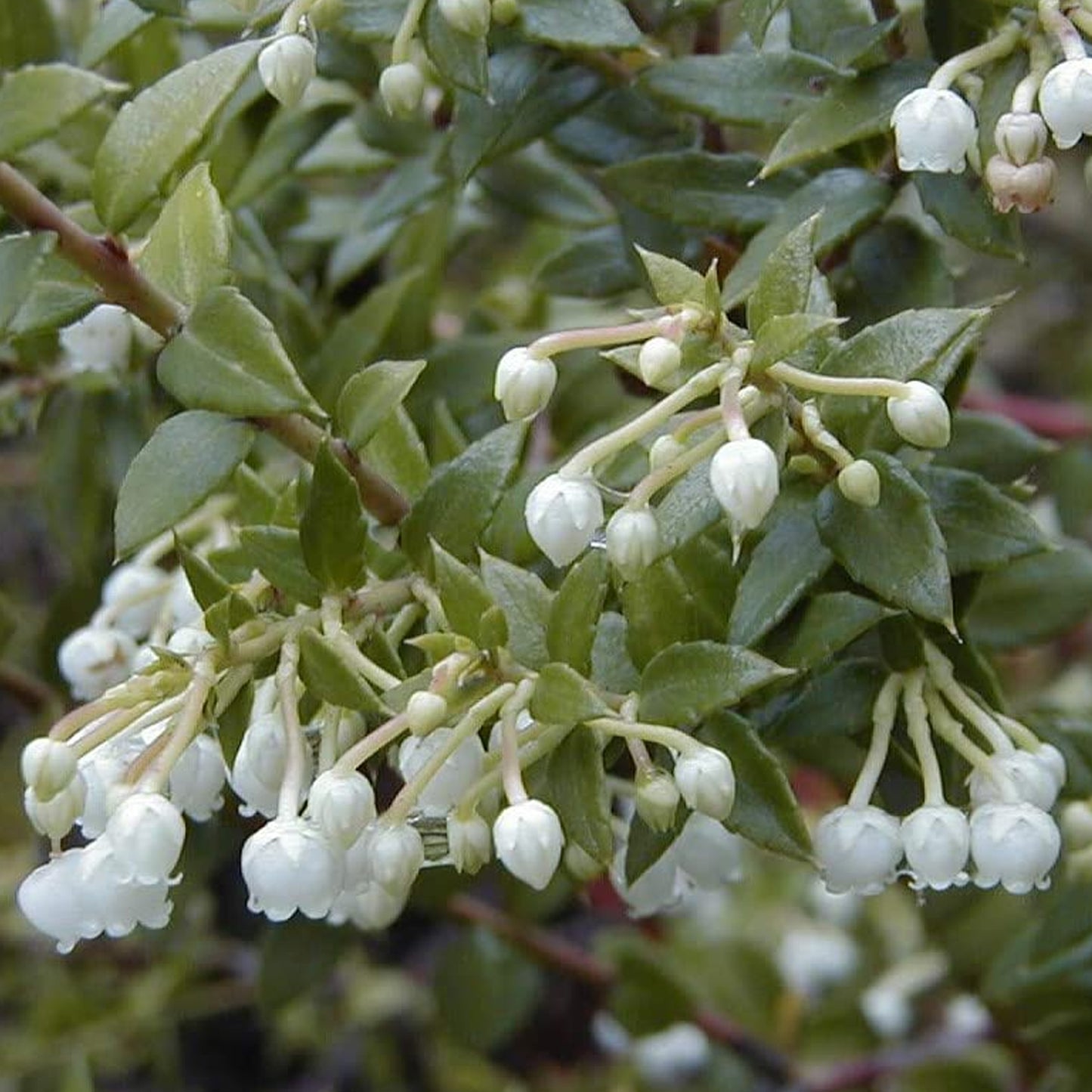 Gaultheria Mascula