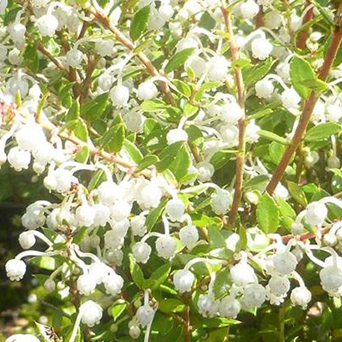 Gaultheria Mascula