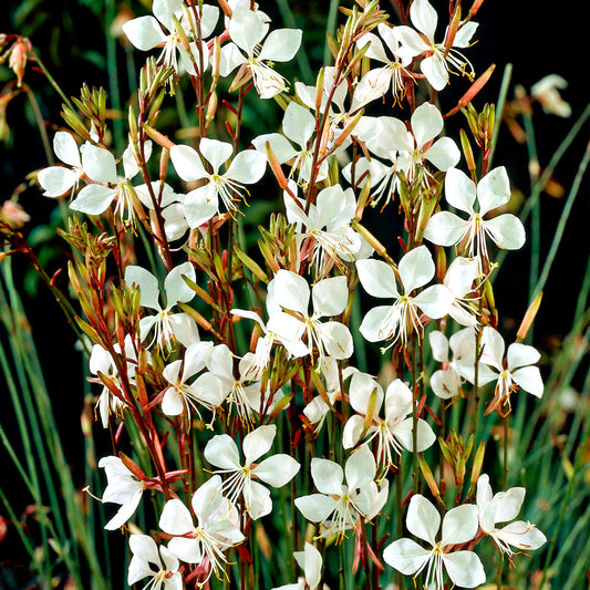 Gaura Whirling Butterflies