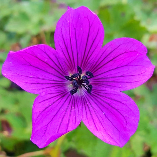 Geranium Hexham Velvet