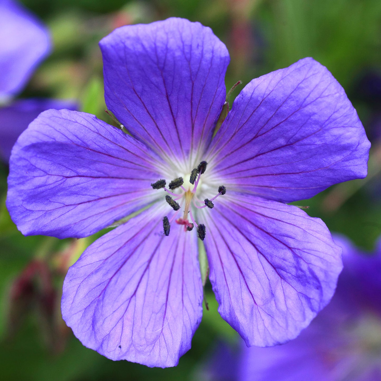 Geranium Johnsons Blue