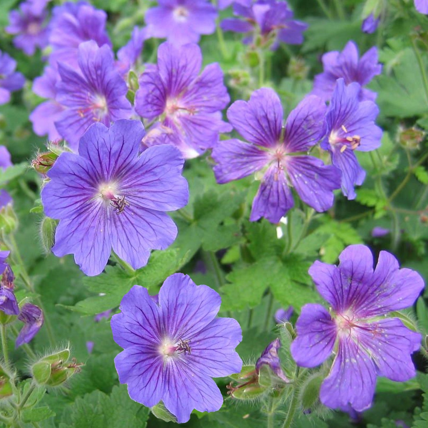 Geranium Johnsons Blue