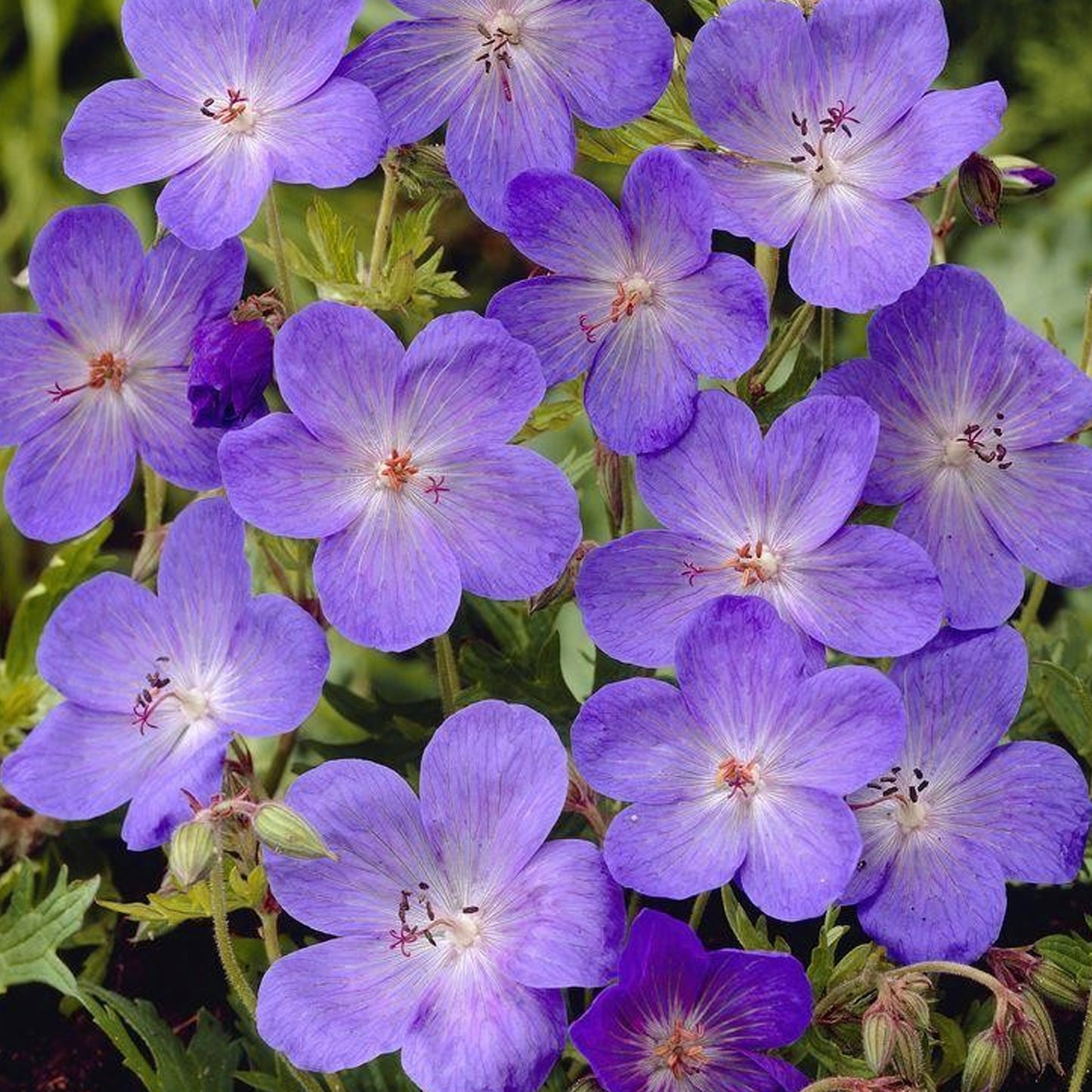 Geranium Johnsons Blue