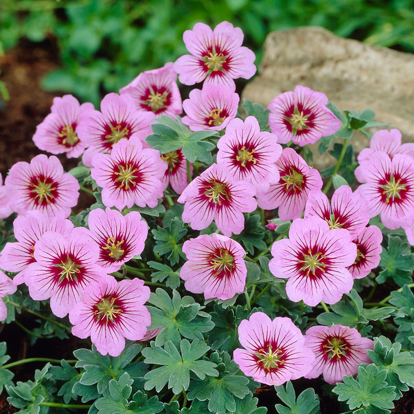 Geranium Rothbury Gem