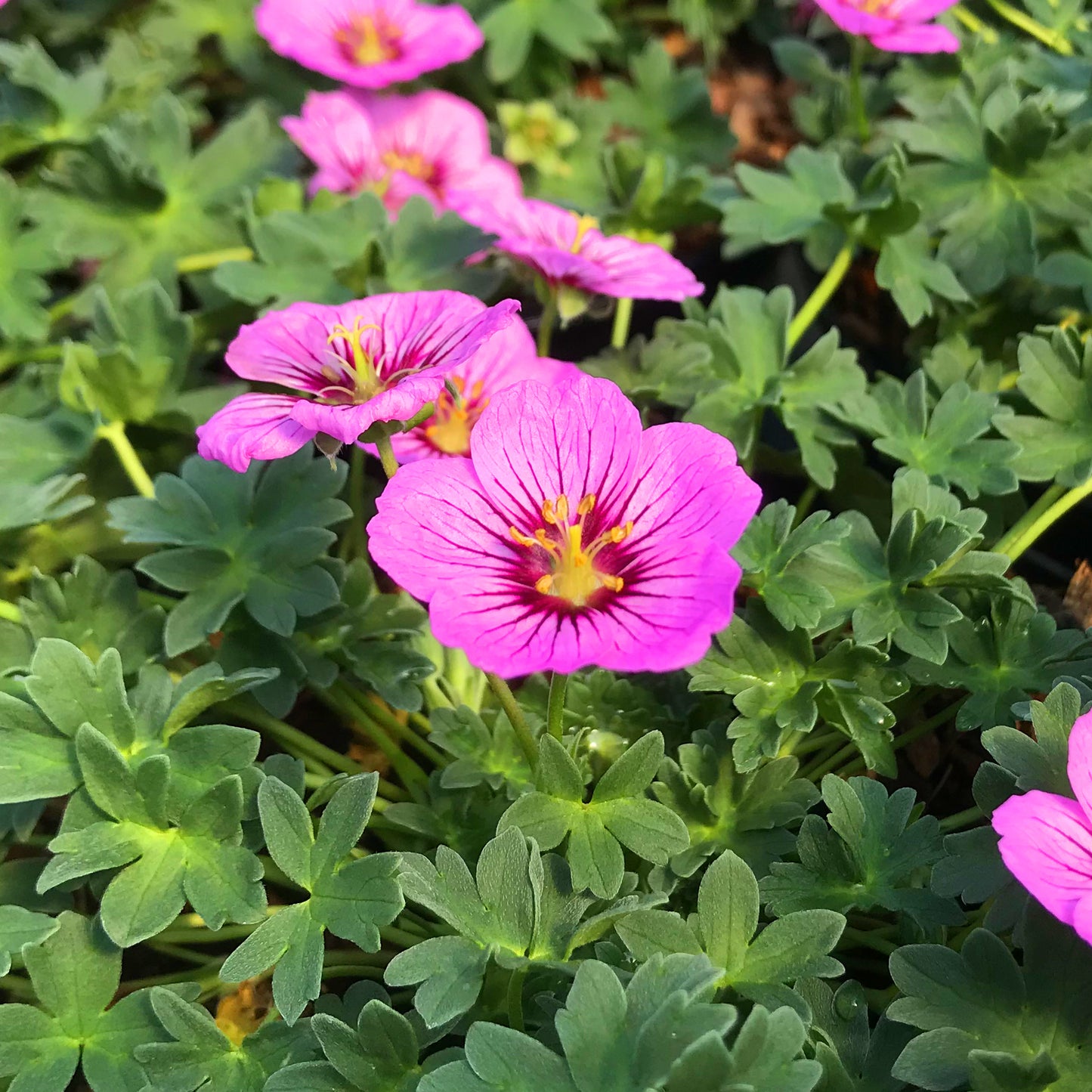 Geranium Rothbury Gem