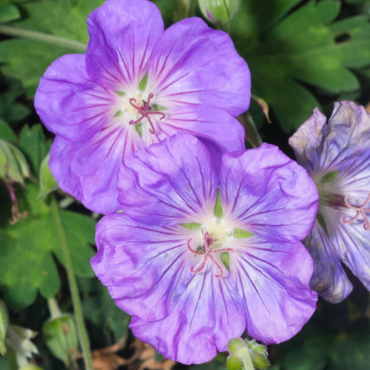 Geranium Azure Rush