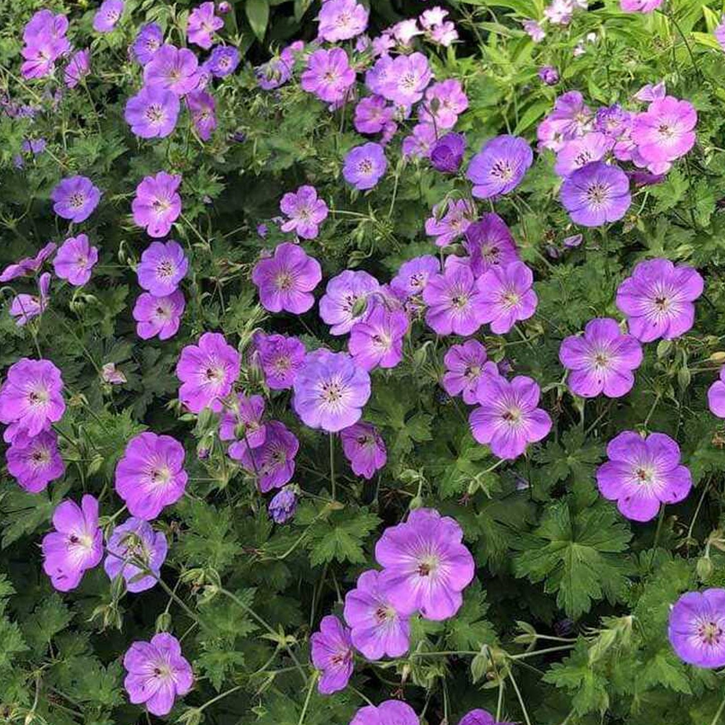 Geranium Azure Rush