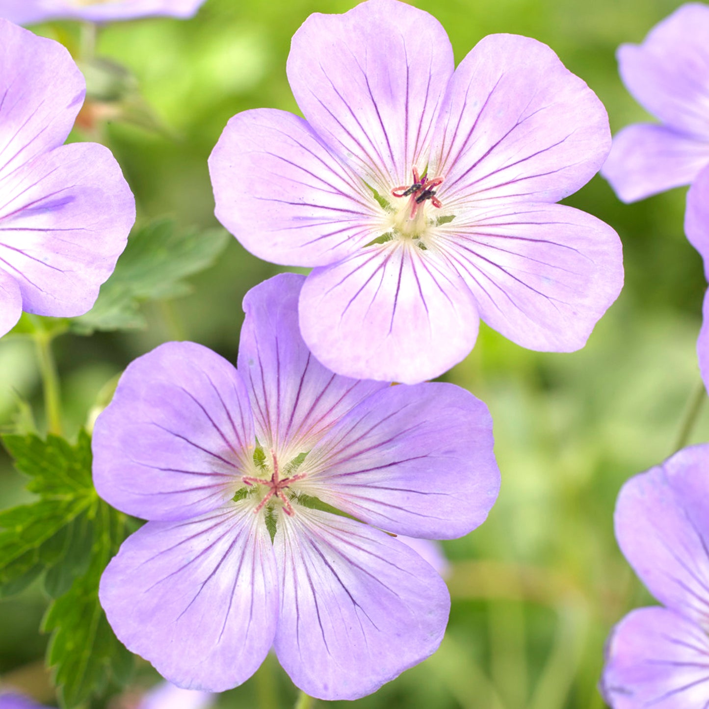 Geranium Azure Rush