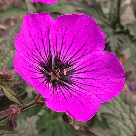 Geranium Dark Eyes