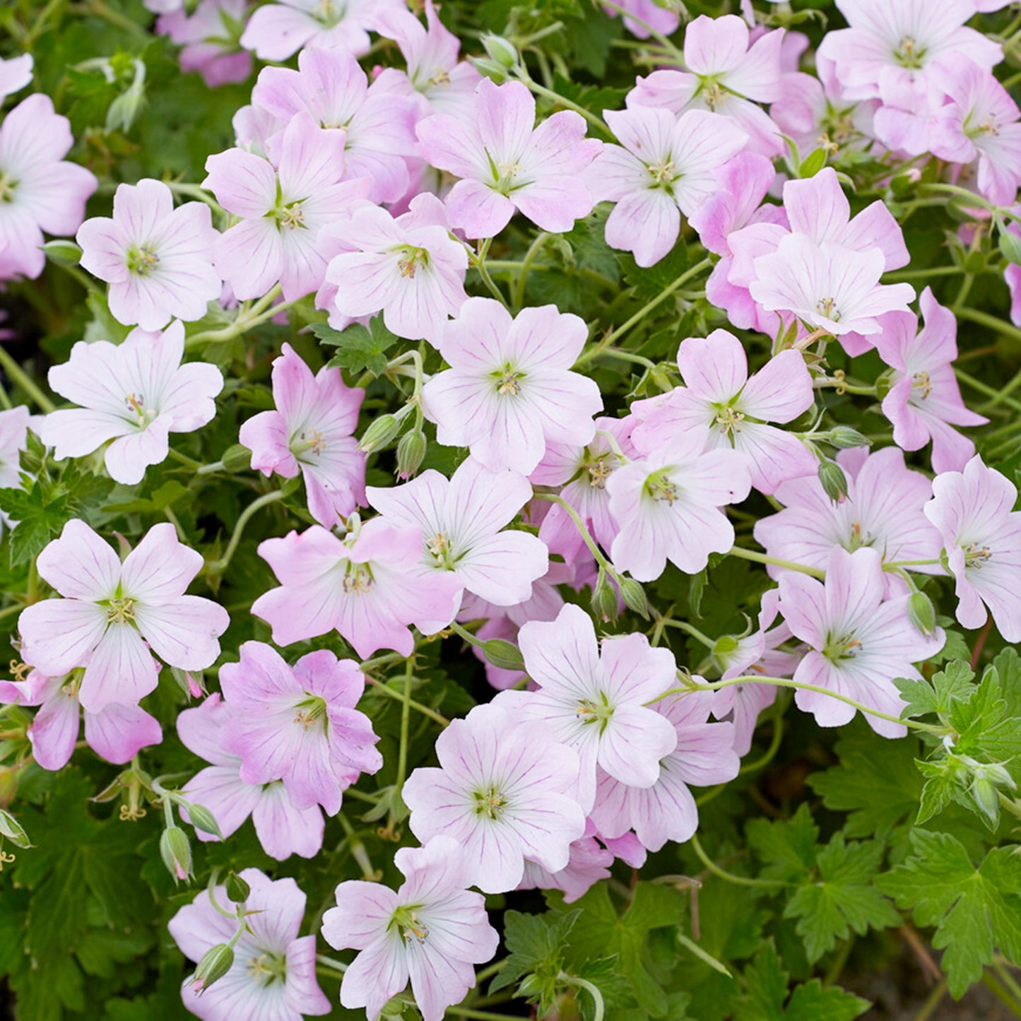 Geranium Dreamland