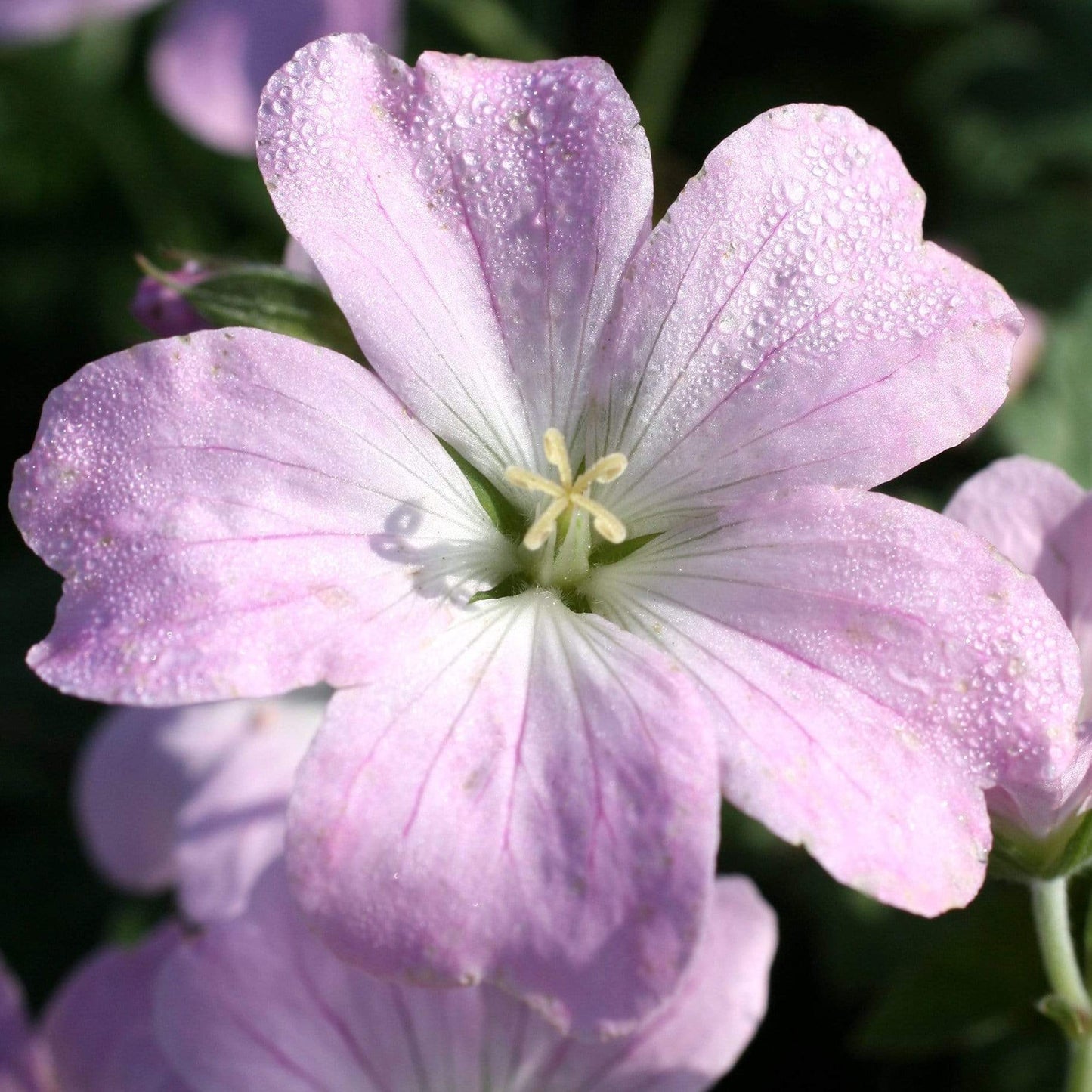 Geranium Dreamland