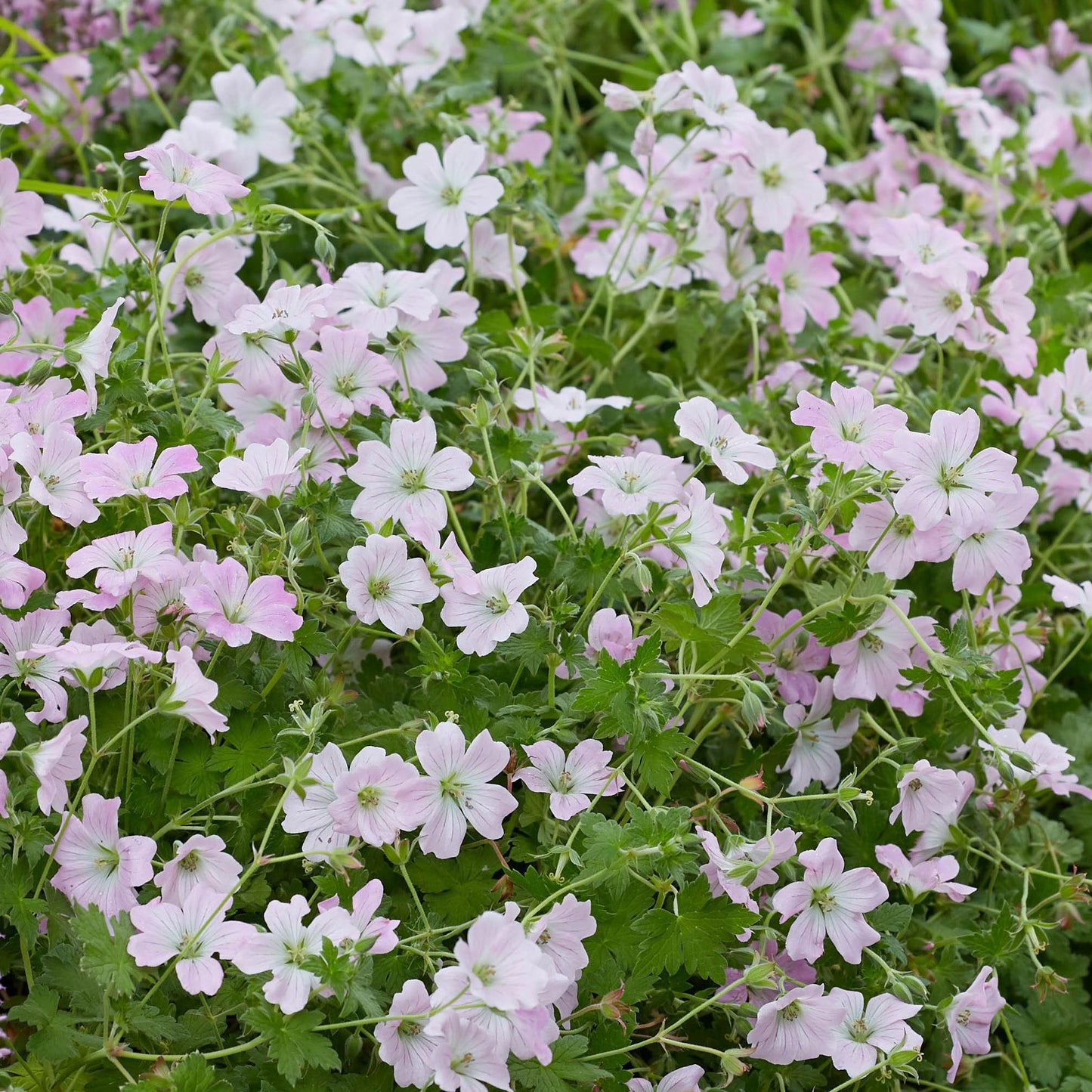 Geranium Dreamland