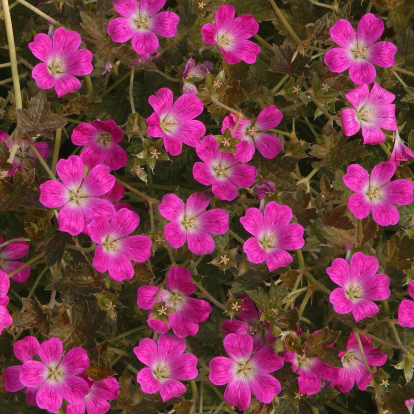 Geranium Orkney Cherry