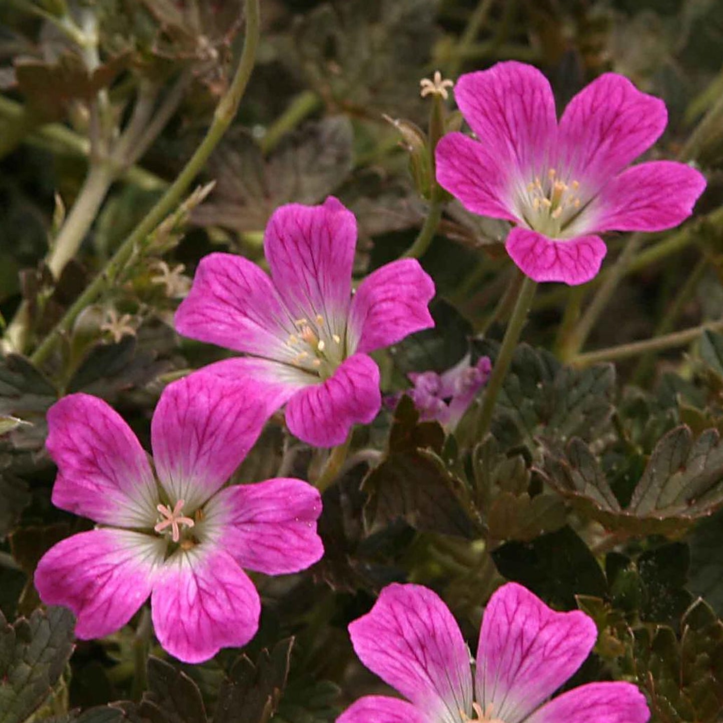 Geranium Orkney Cherry