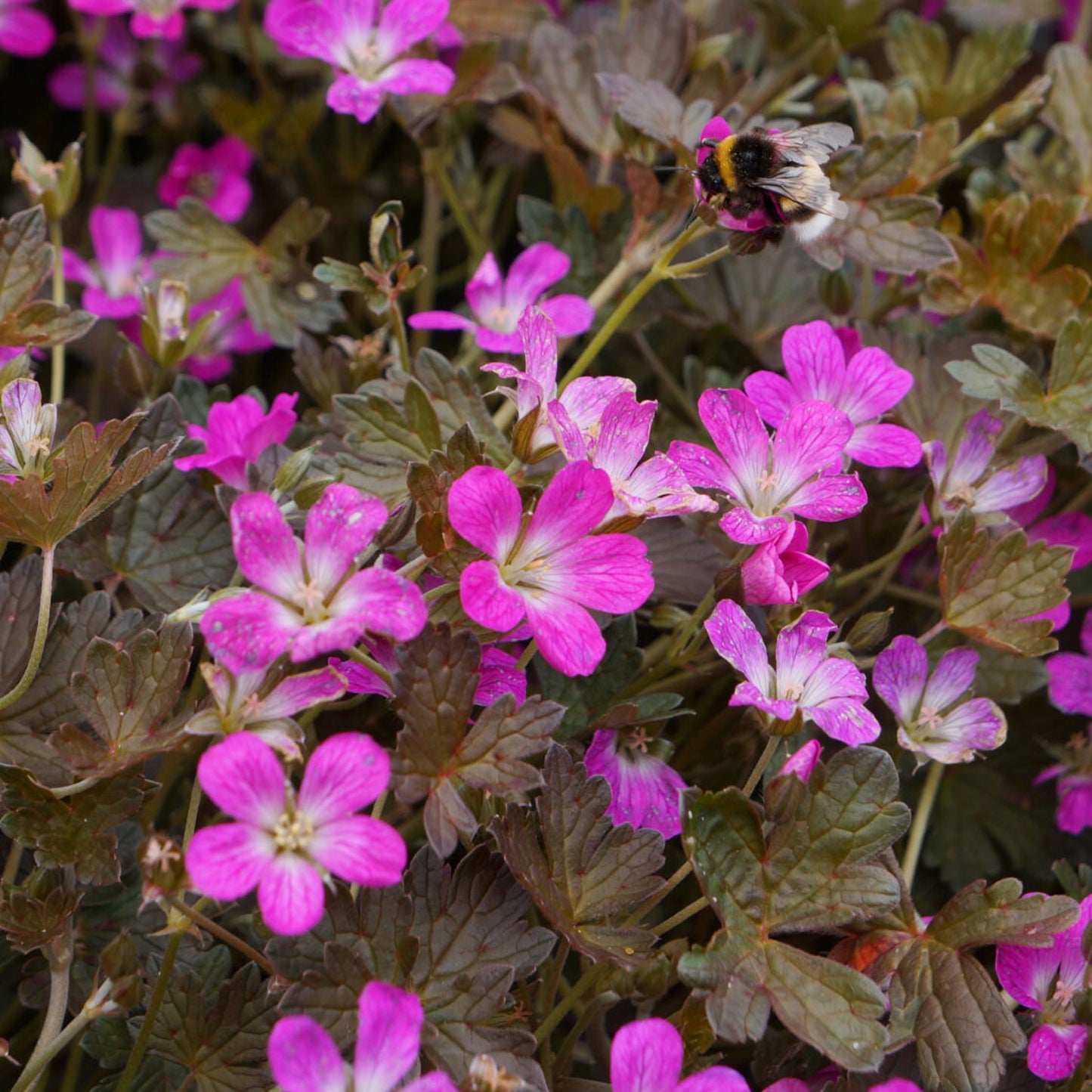 Geranium Orkney Cherry