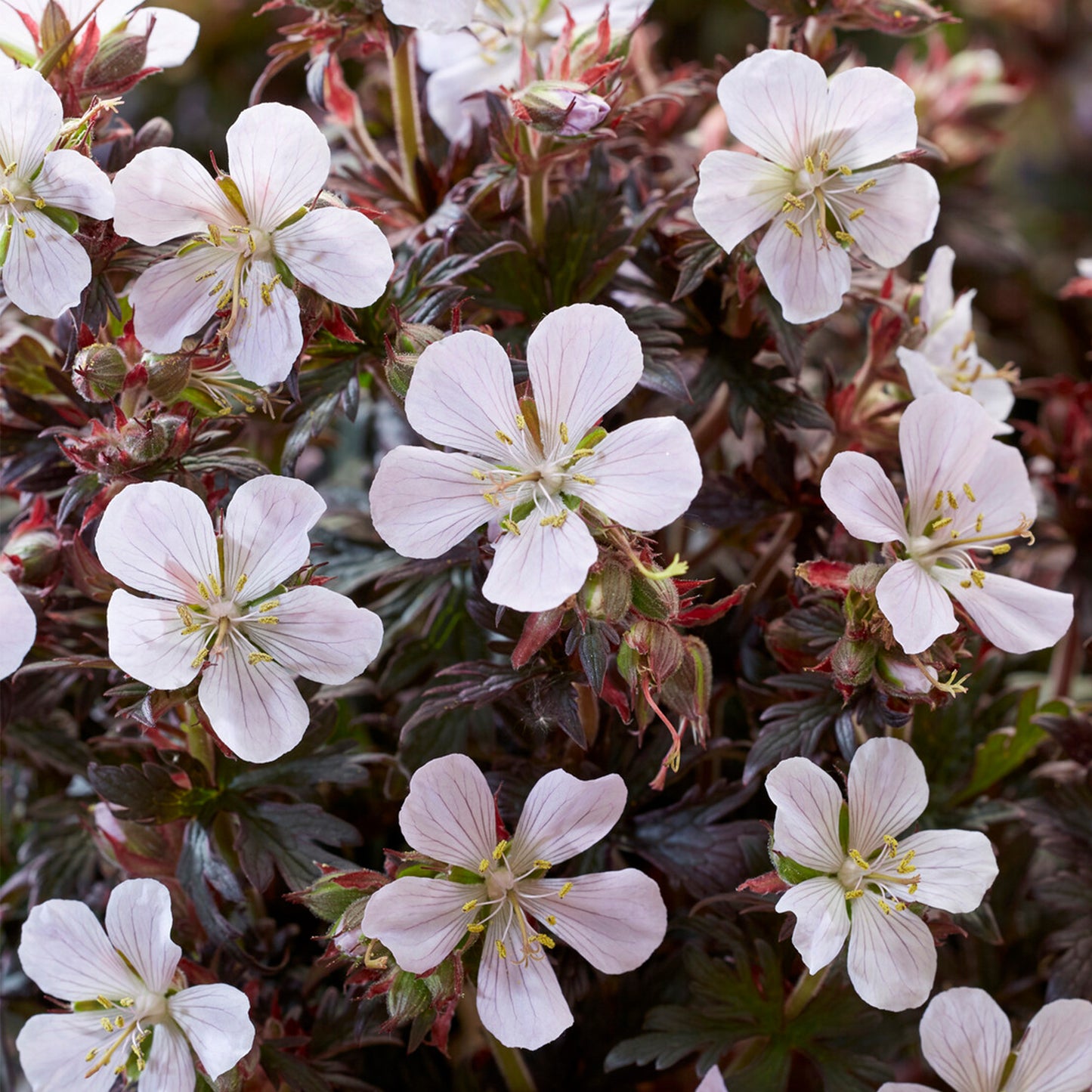 Geranium Black & White