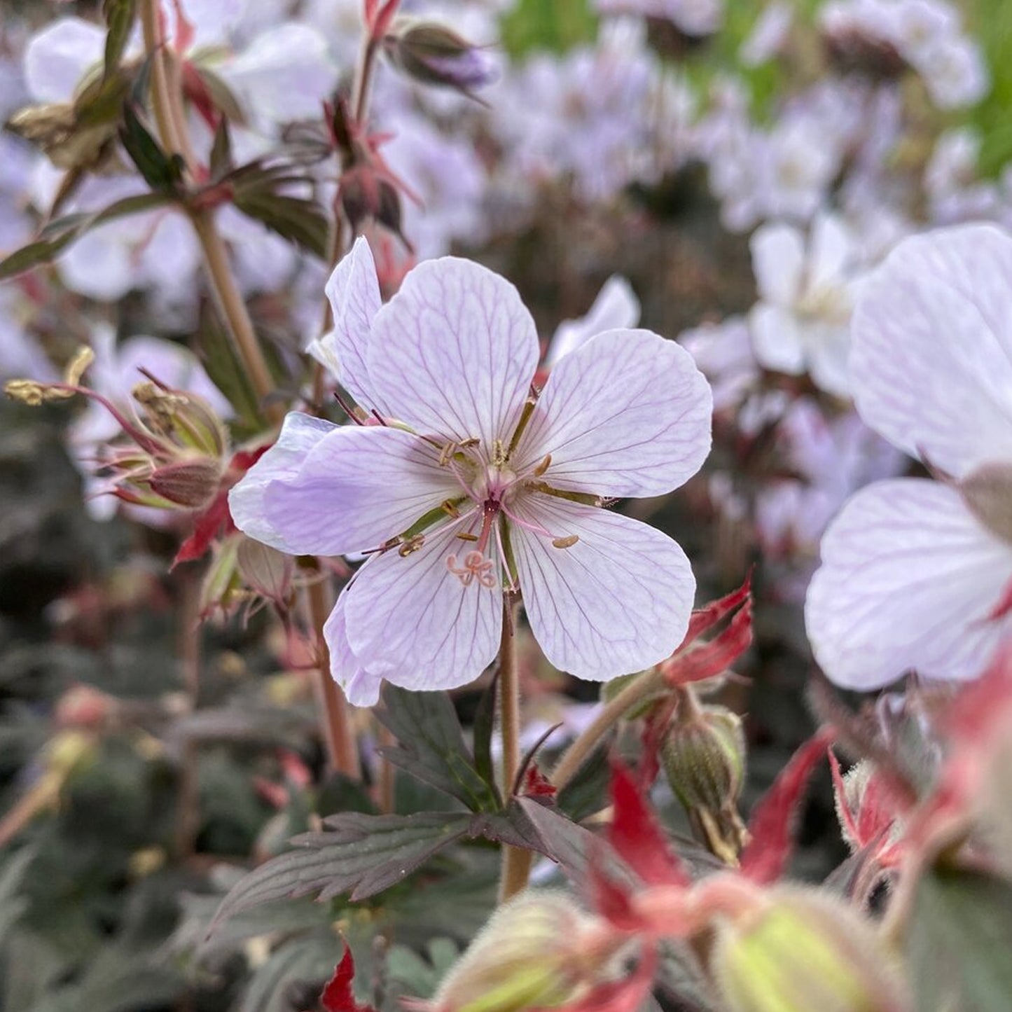 Geranium Black & White