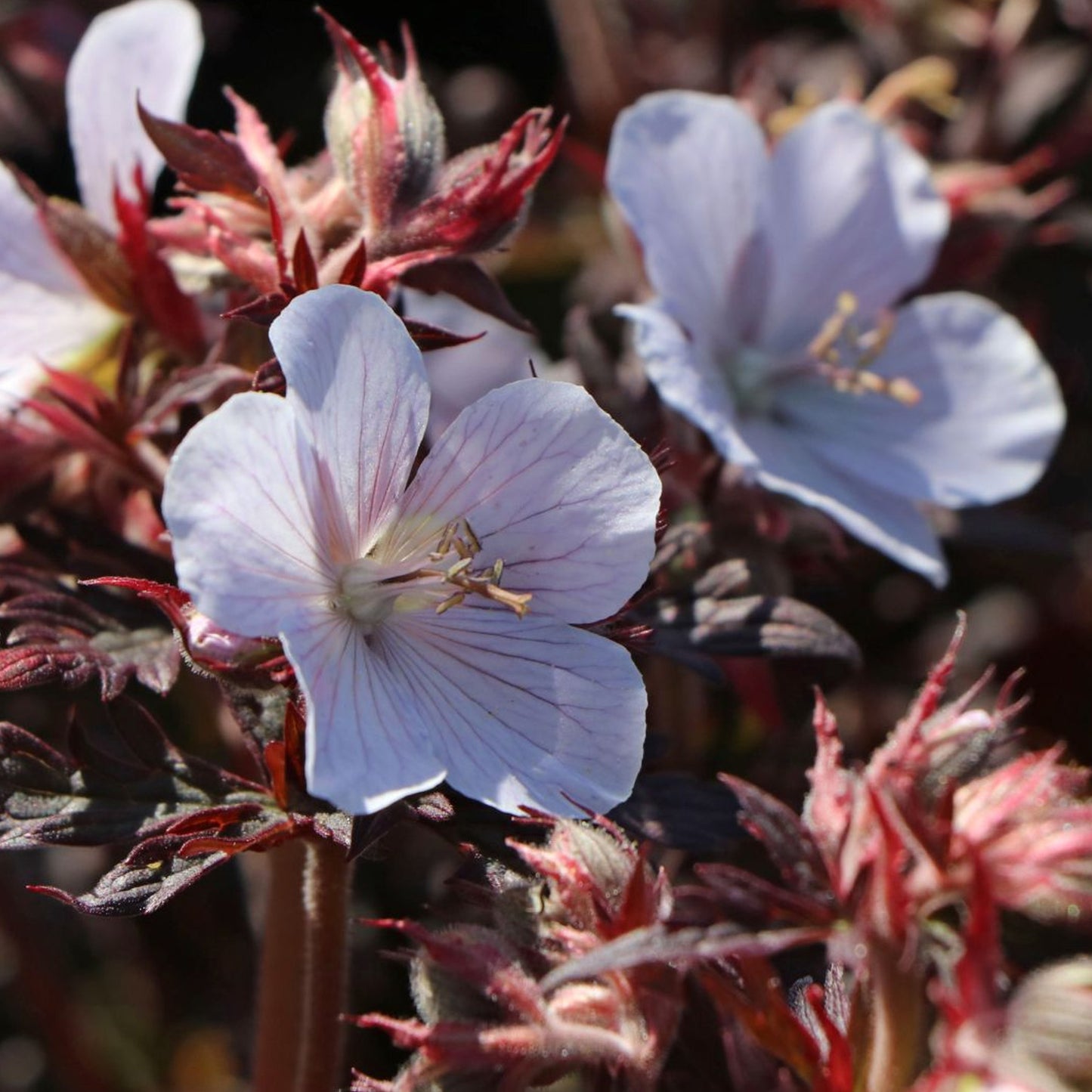 Geranium Black & White