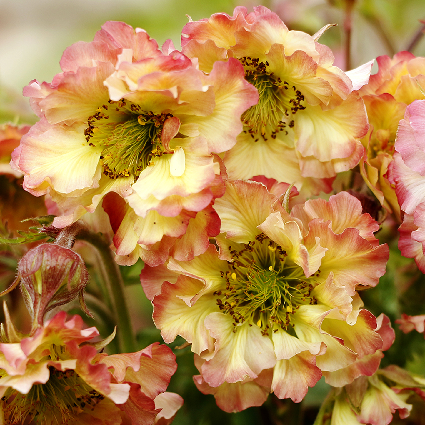 Geum Pretticoats Peach